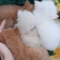 بچه گربه پرشین|گربه|قوچان, |دیوار