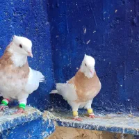 طوق زرد خال سیاه درشت فروش یا معاوضه با عروس هلندی|پرنده|اهواز, کیان اباد|دیوار