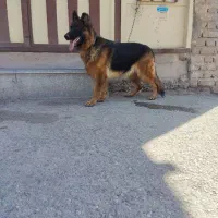 سگ ژرمن شولاین فروشی