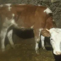 سلام گوساله سمینتال اصل