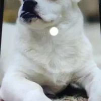 توله سگ آپارتمانی 7ماه نر