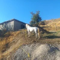 فروش مادیان 10ساله یورقه 7ماه ابستن