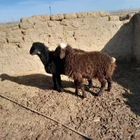 بره نر و ماده|حیوانات مزرعه|گنبد کاووس, |دیوار