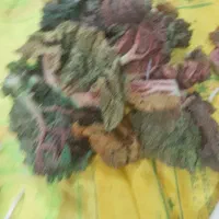 نهال گوجه اماده