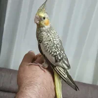 عروس هلندی دوماهه