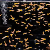 گوپی گلد/ماهی گوپی/گوپی