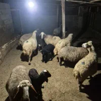 فروش گوسفند داشتی همراه با بره