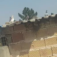 پرشی|پرنده|جغتای, |دیوار