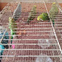 پرنده|پرنده|ملکان, |دیوار