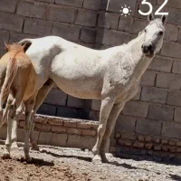 مادیون ارام ۶ساله اسب فیض اباد محولات