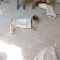 دوعدد سگ پاکوتاه نژاد دار