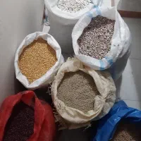 فروش حبوبات عمده و خرده تازه