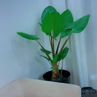 گل باباآدم تنه سبز و قرمز|گل و گیاه طبیعی|تهران, سلیمانی|دیوار