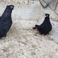 کبوتر|پرنده|ملکان, |دیوار