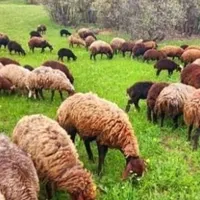 انواع گوسفند محلی چاق برای قربانی|حیوانات مزرعه|قم, انسجام|دیوار