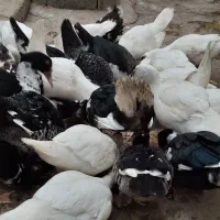 اردک روسی درشت و سرحال|حیوانات مزرعه|چمستان, |دیوار