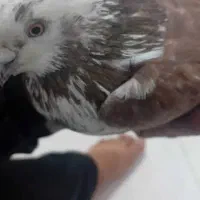 نر بازی دار