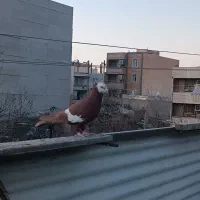 کبوتر سرخ سرک