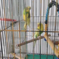 یک جفت مرغ عشق|پرنده|اسدآباد, |دیوار