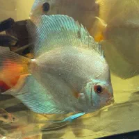 ماهی اکواریوم دیسکس|ماهی|پاکدشت, پاکدشت (مامازند)|دیوار