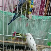 ۵ عدد مرغه عشق