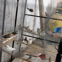فروش 20عدد فنچ مولد زبرا