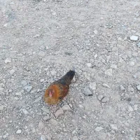 مرغ و خروس مینیاتوری|حیوانات مزرعه|زرندیه, |دیوار