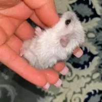 همستر سالم|موش و خرگوش|پرند, فاز ۵|دیوار