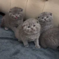 توپای پشمکی|گربه|یزد, |دیوار
