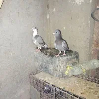 کبوتر|پرنده|زابل, |دیوار