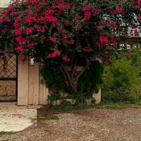 متل قو (شمس آباد)/ ۴۲۰متر زمین - ویوی ابدی کوه|فروش زمین و ملک کلنگی|سلمان‌شهر, |دیوار