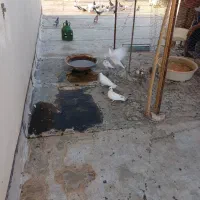 کفتر پاپر.سرور.مهر|پرنده|قم, پردیسان|دیوار