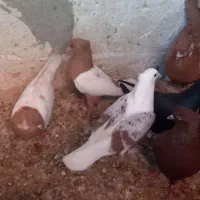 ماده زاغ دم سفید نر پلنگ ماده کله‌ی|پرنده|دورود, |دیوار