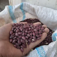 لوبیا قرمز|خوردنی و آشامیدنی|بیرانوند, |دیوار