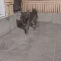 سگ فروشی|سگ|رفسنجان, |دیوار