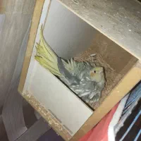 عروس هلندی