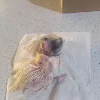 جوجه عروس سرلاکی