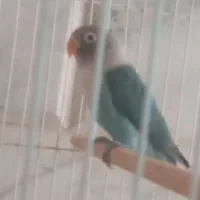 گمشده طوطی برزیلی آبی محدوده کوچه محمدی