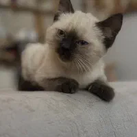 واگذاری بچه گربه سیامی