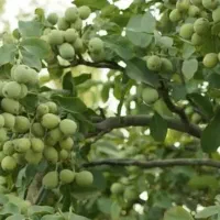 نهال تضمینی و با کیفیت