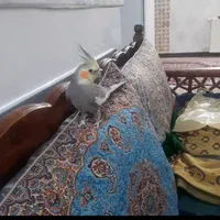 عروس هلندی نر|پرنده|تهران, شهرک آپادانا|دیوار