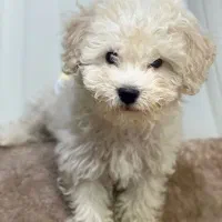 سگ شیتزو پودل|سگ|گرگان, |دیوار