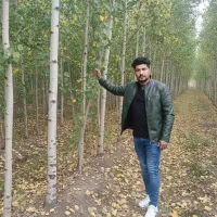 صنوبر درختی با بازار همیشه پرتقاضا|خدمات باغبانی و درختکاری|اردبیل, |دیوار