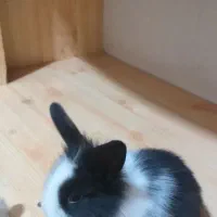 سرپرست مهربون و متعهد میخوام واسه بچه خرگوشام|موش و خرگوش|آبادان, |دیوار