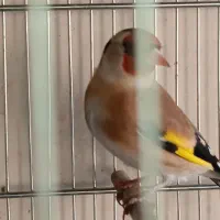 جوجه پارسالی در حد مست