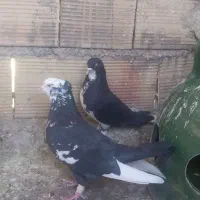 ۴تانرمست گرفتنی