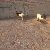 بز پاکستانی شیرا