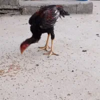 مرغ خروس جوانه|پرنده|جالق, |دیوار