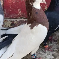 کبوتر طوقی کله سینه پلاکی