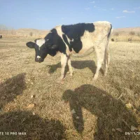 تلیسه مونت هلشتاین|حیوانات مزرعه|هشترود, |دیوار